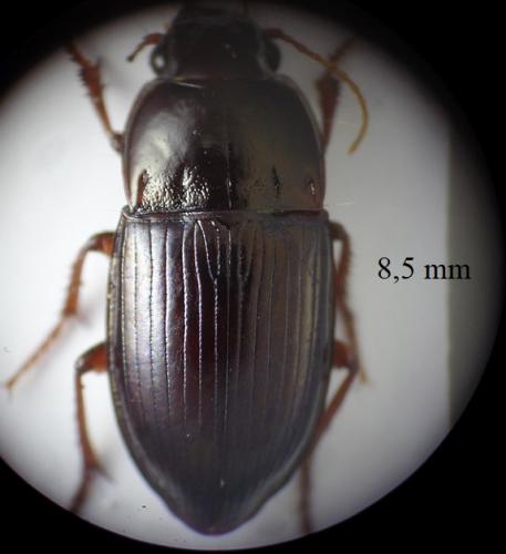 Réf. 280 077 : Amara consularis
